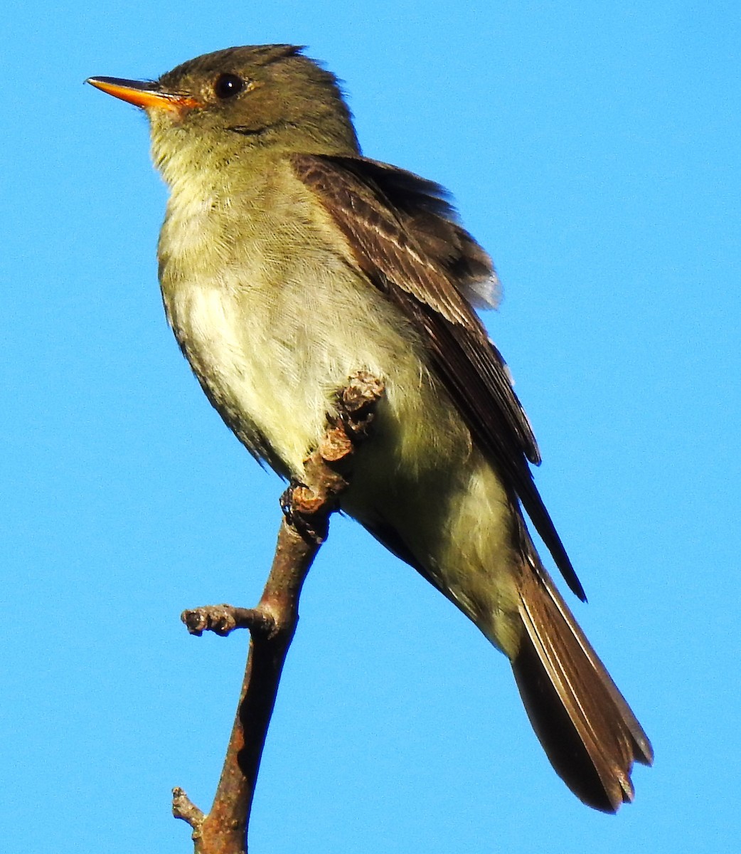 Eastern Wood-Pewee - ML641728484