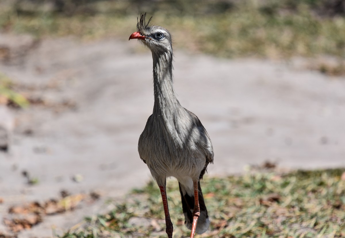 Red-legged Seriema - ML641728492