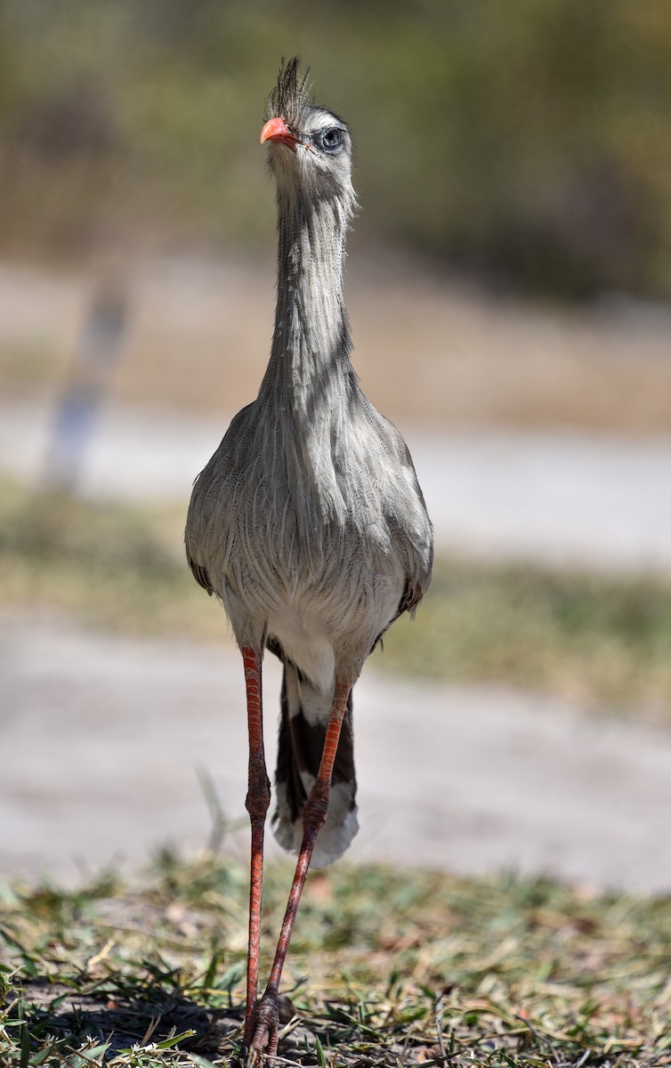 Red-legged Seriema - ML641728493