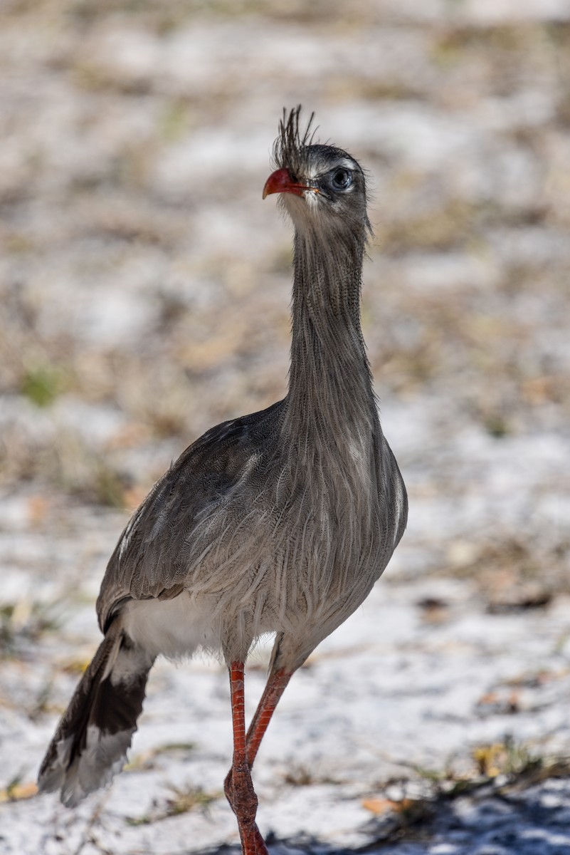 Red-legged Seriema - ML641728495