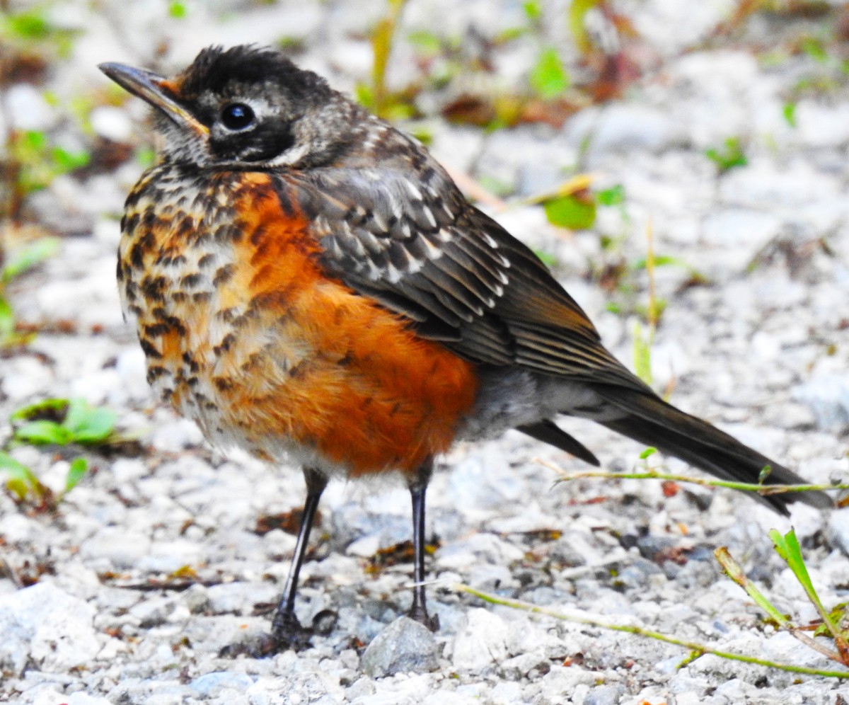 American Robin - ML641728507