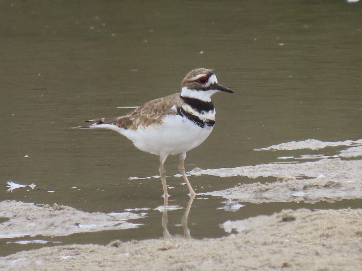 Killdeer - ML641728518
