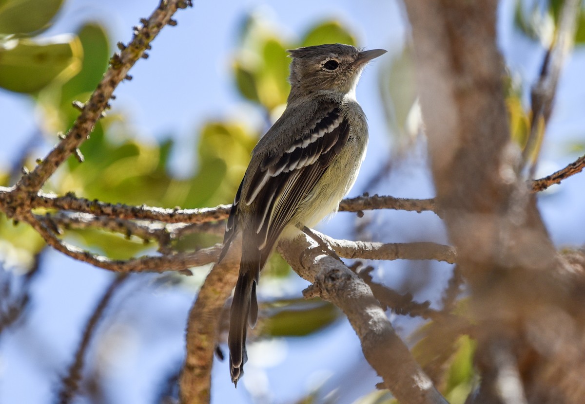 Plain-crested Elaenia - ML641728532