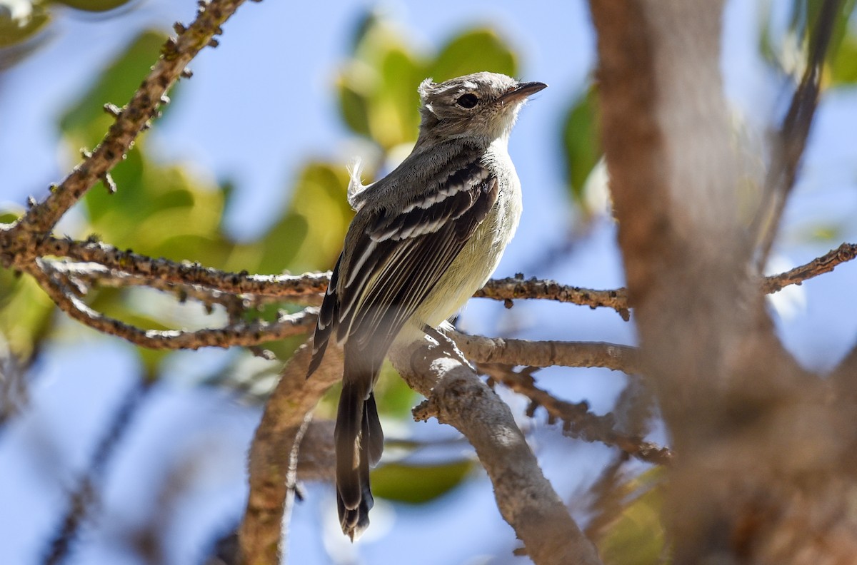 Plain-crested Elaenia - ML641728533