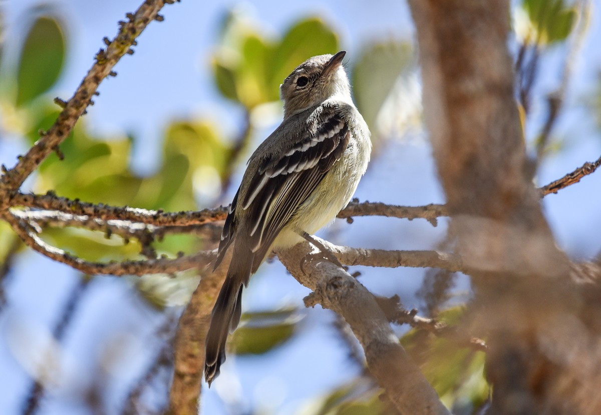 Plain-crested Elaenia - ML641728534