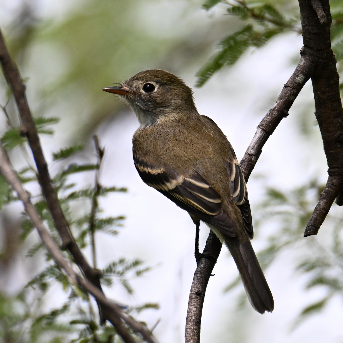 Least Flycatcher - ML641728549