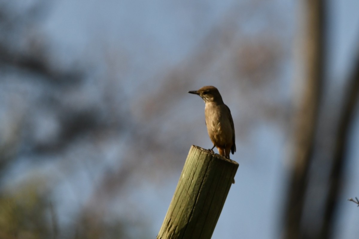 Great Shrike-Tyrant - ML641728551
