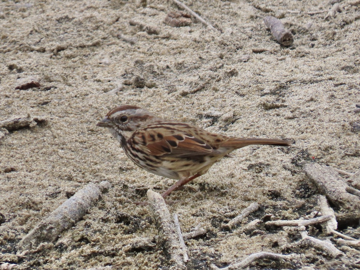 Song Sparrow - ML641728592
