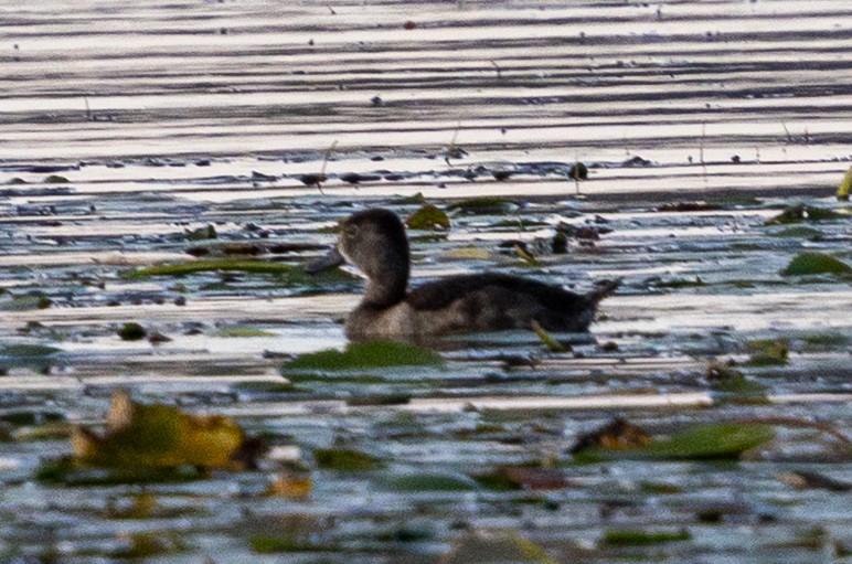 Ring-necked Duck - ML641728596