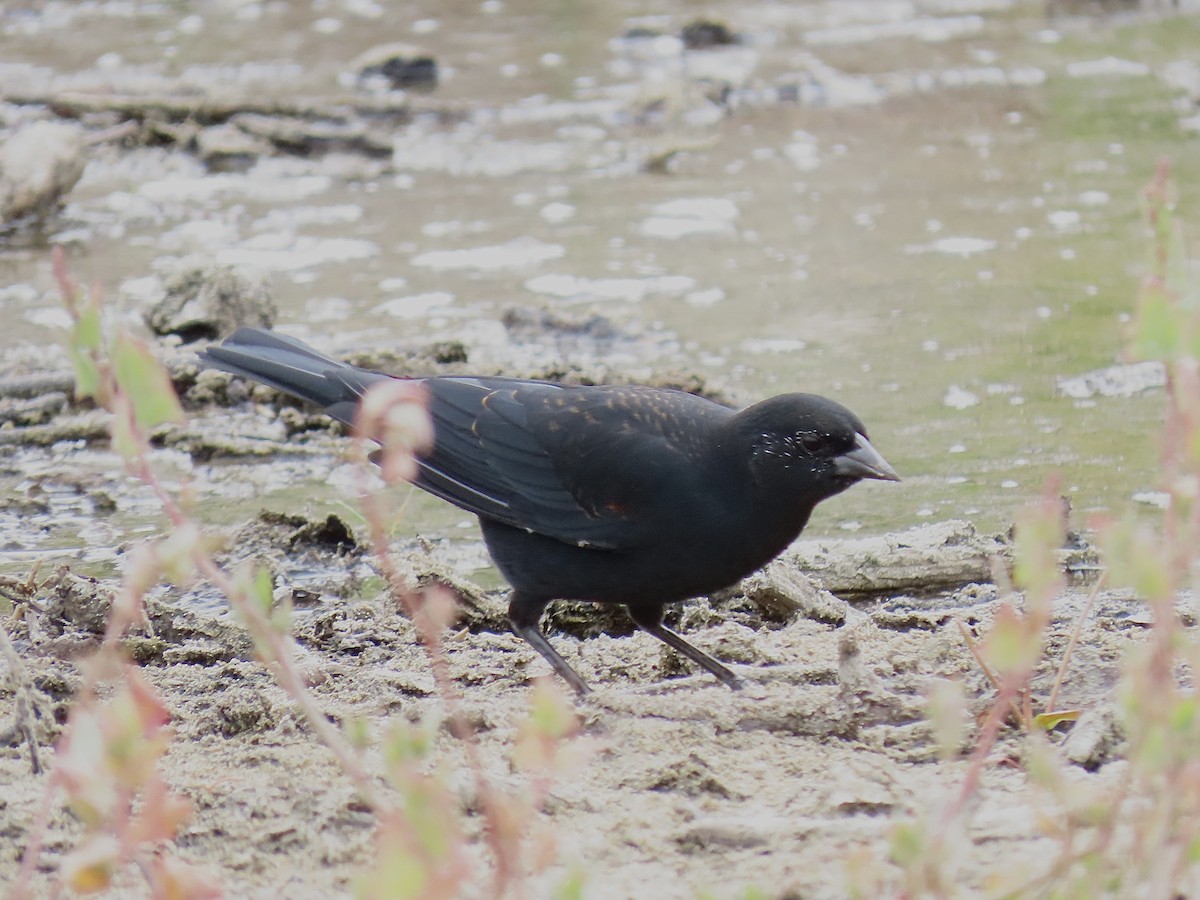 Red-winged Blackbird - ML641728599