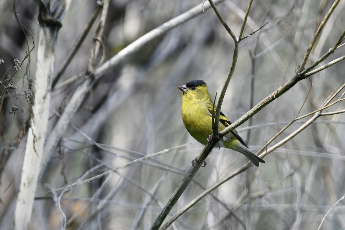 Black-chinned Siskin - ML641728619