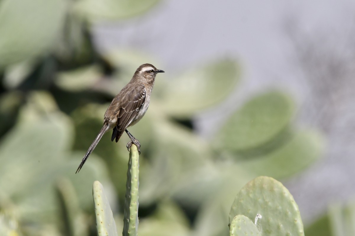 Chilespottdrossel - ML641728632