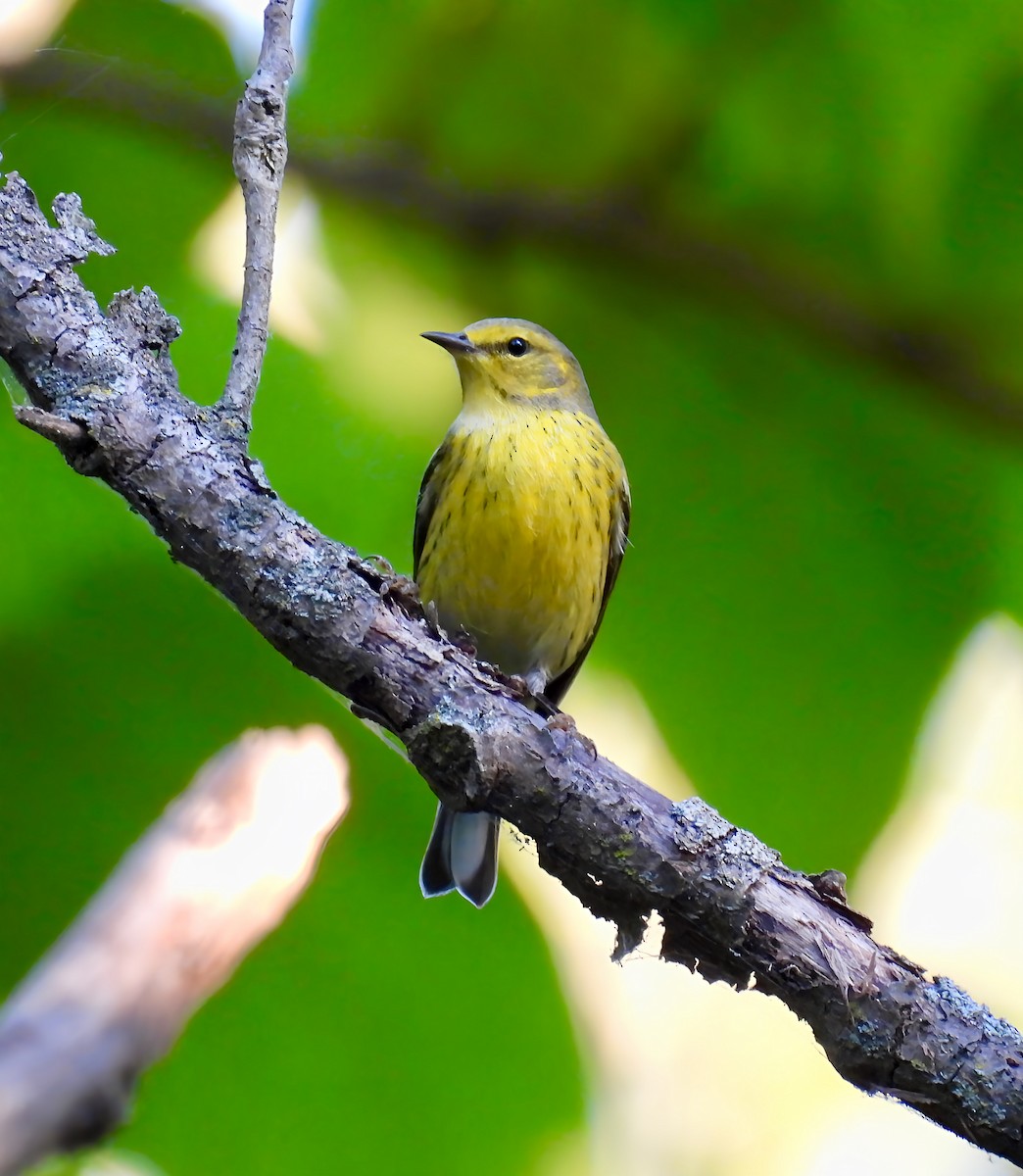 Cape May Warbler - ML641728691