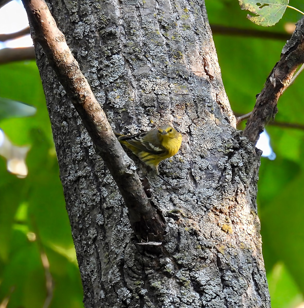Cape May Warbler - ML641728692