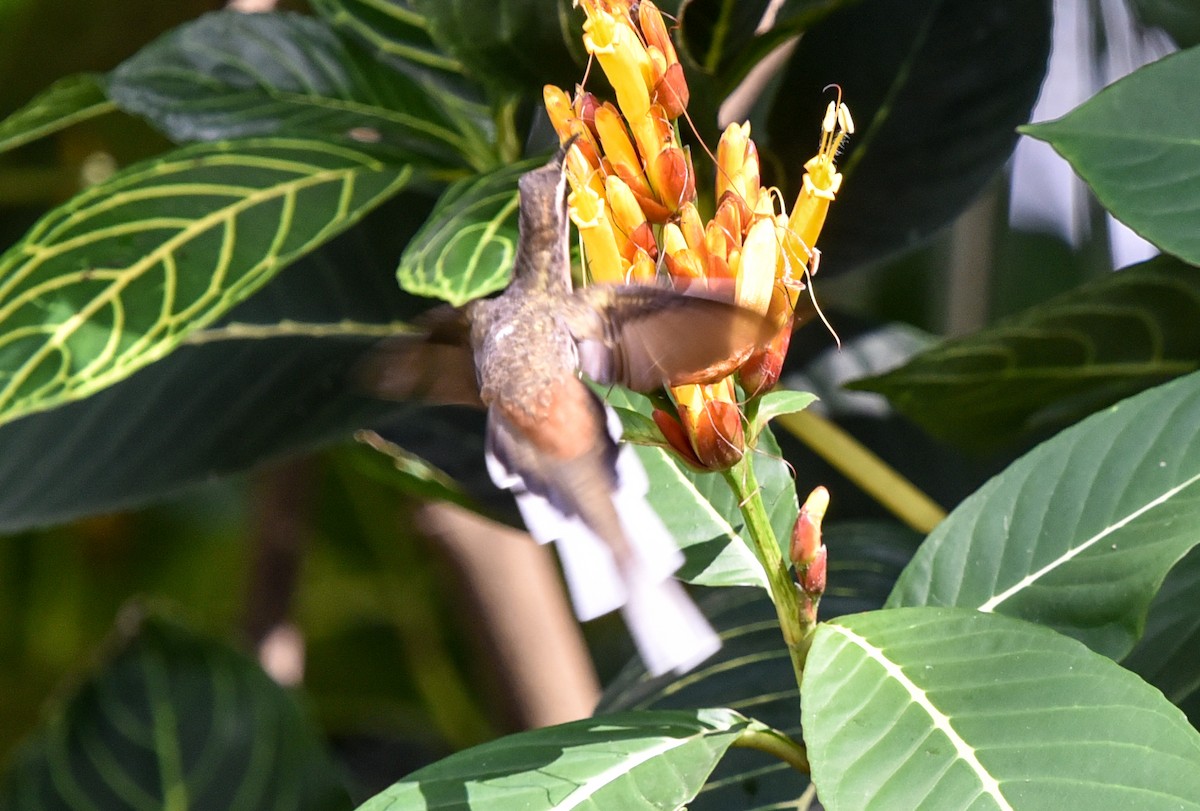 Planalto Hermit - ML641728705