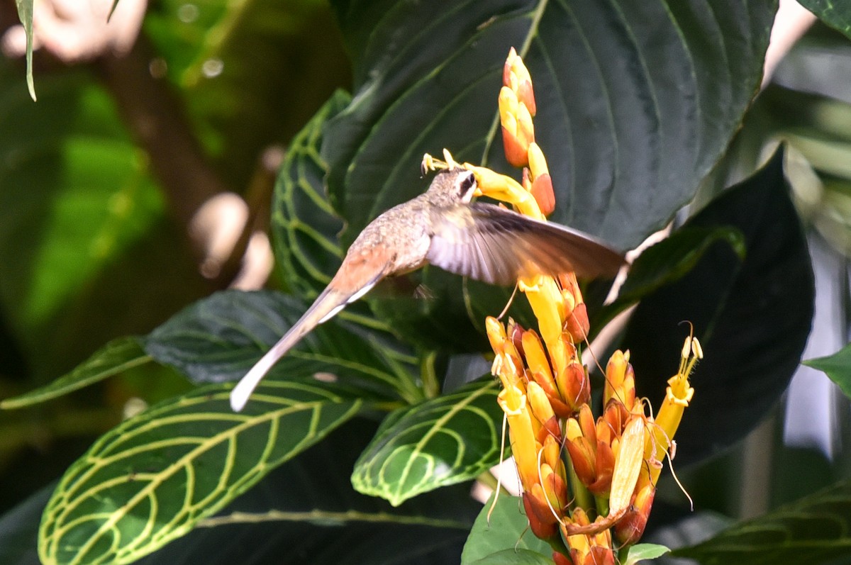 Planalto Hermit - ML641728706