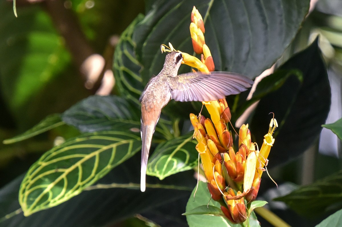 Planalto Hermit - ML641728707