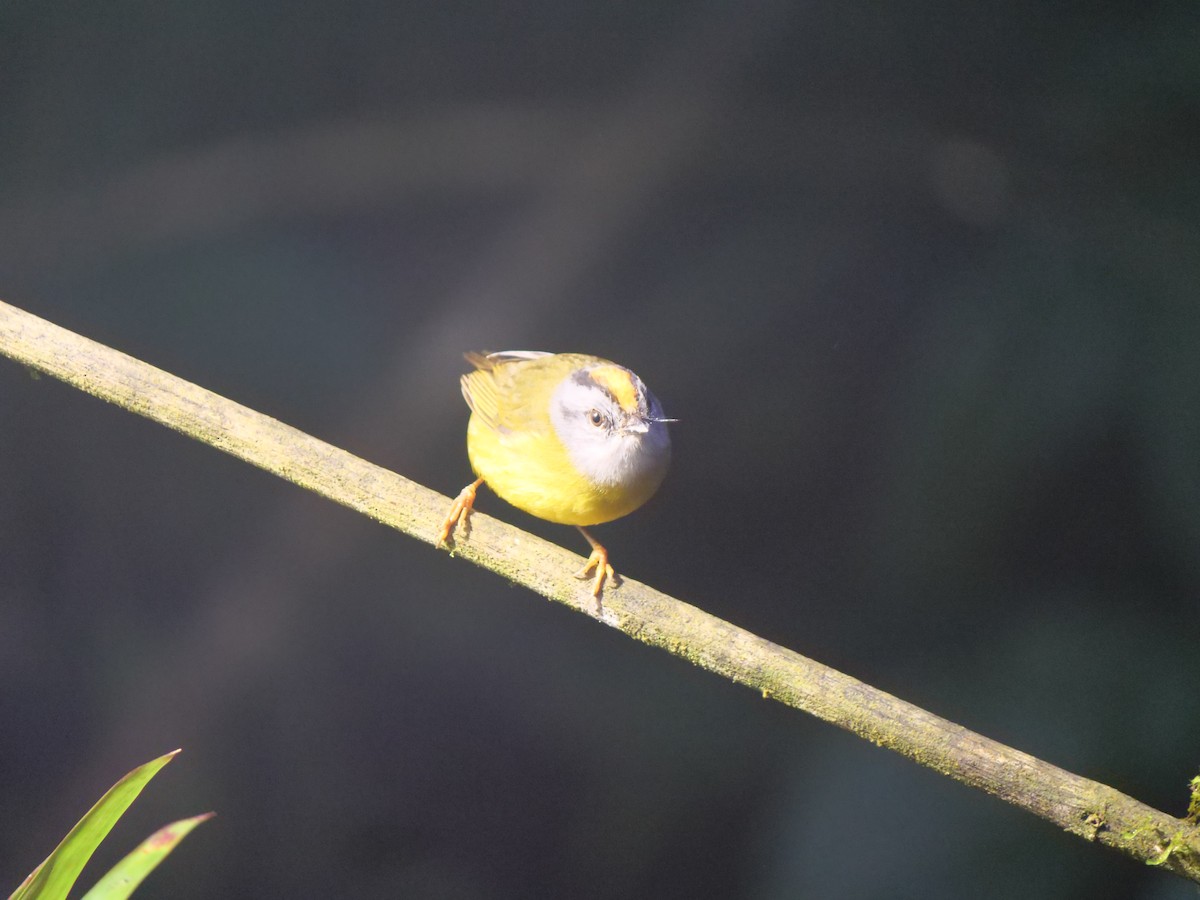 Russet-crowned Warbler - ML641728753