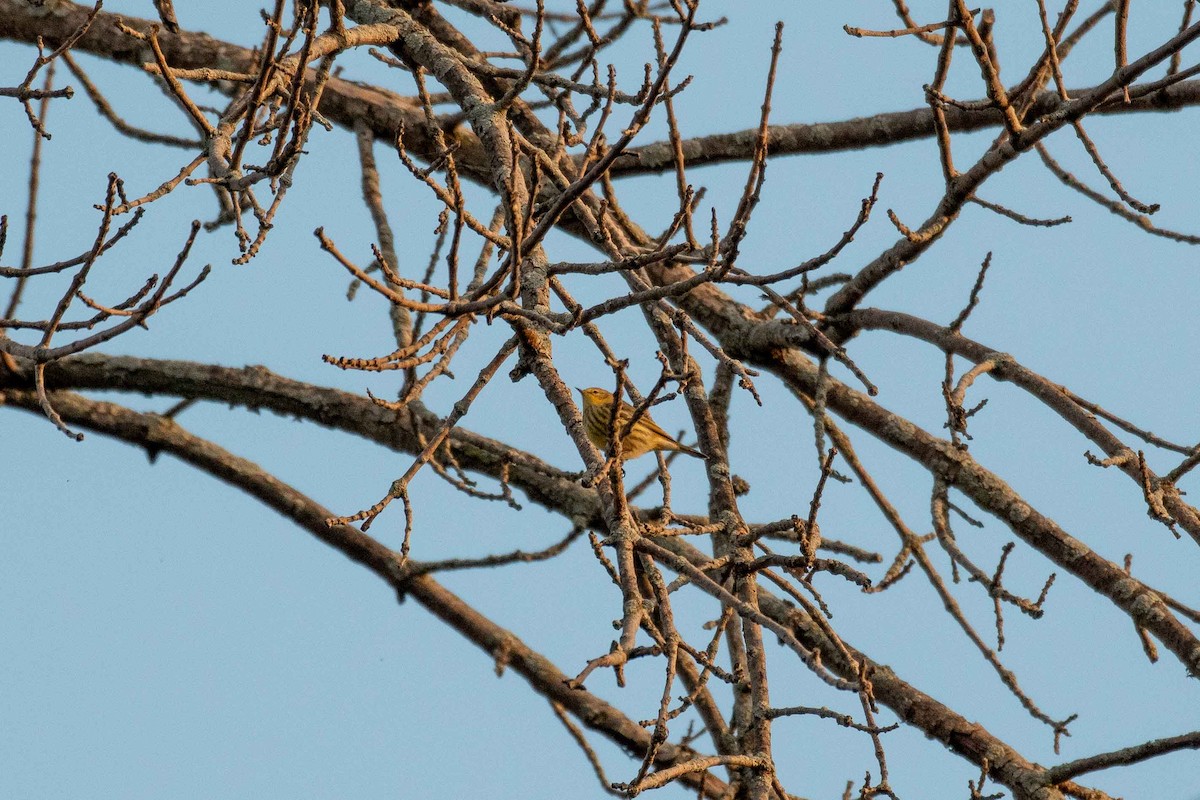 Cape May Warbler - ML641728810