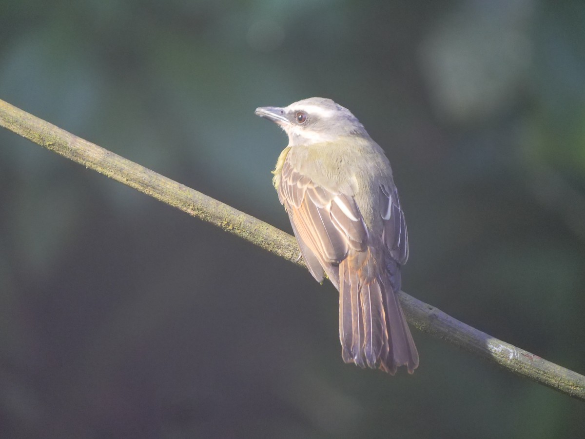 Golden-bellied Flycatcher - ML641728819