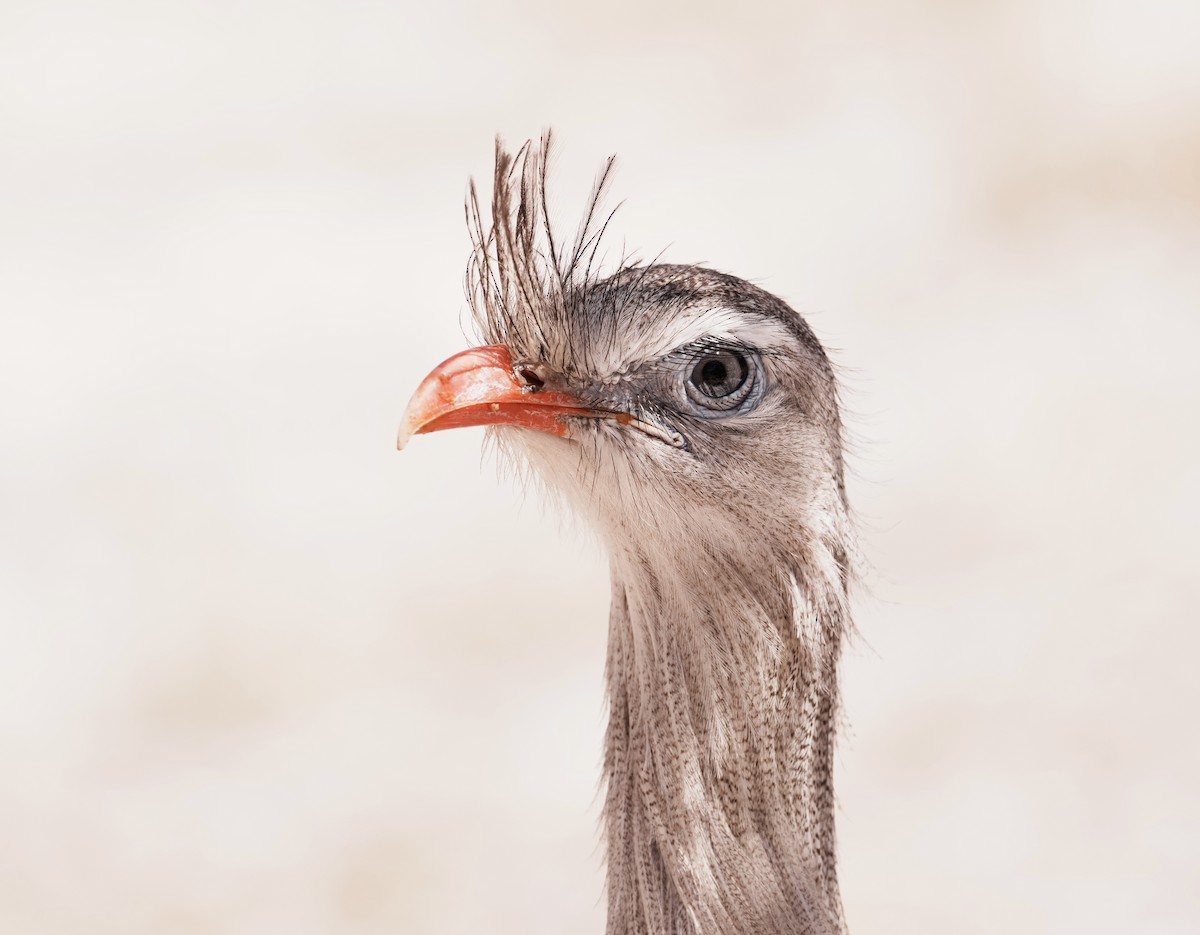 Red-legged Seriema - ML641728857