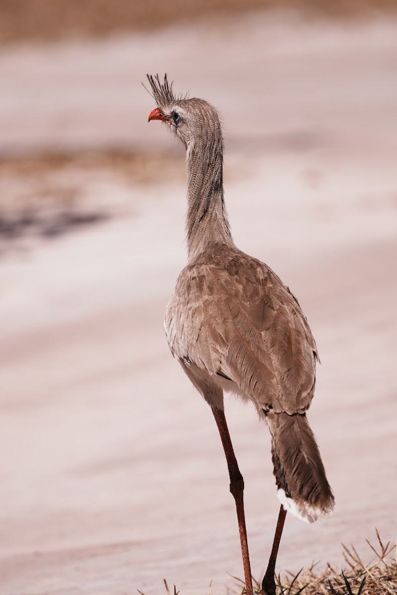 Red-legged Seriema - ML641728858