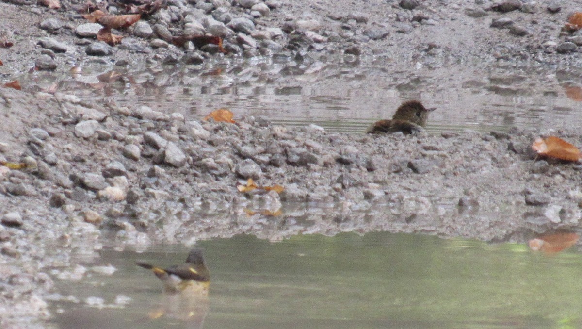 Veery - ML641728881
