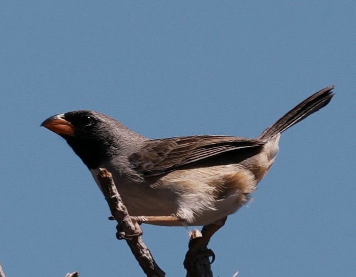Black-throated Saltator - ML641728883