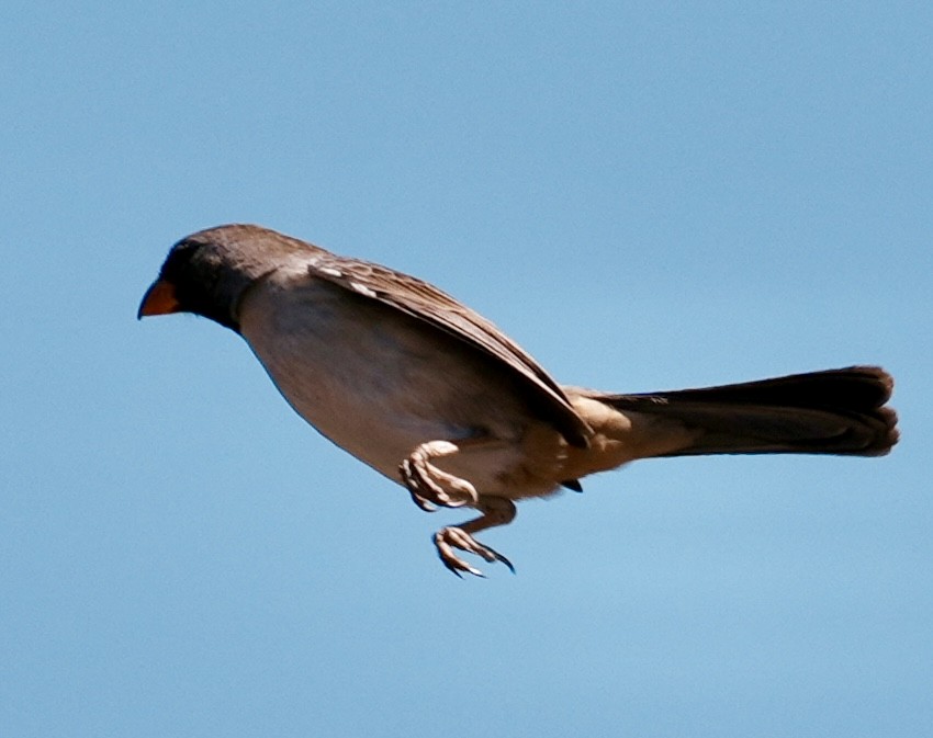 Black-throated Saltator - ML641728884