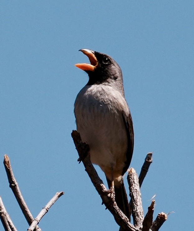 Black-throated Saltator - ML641728885