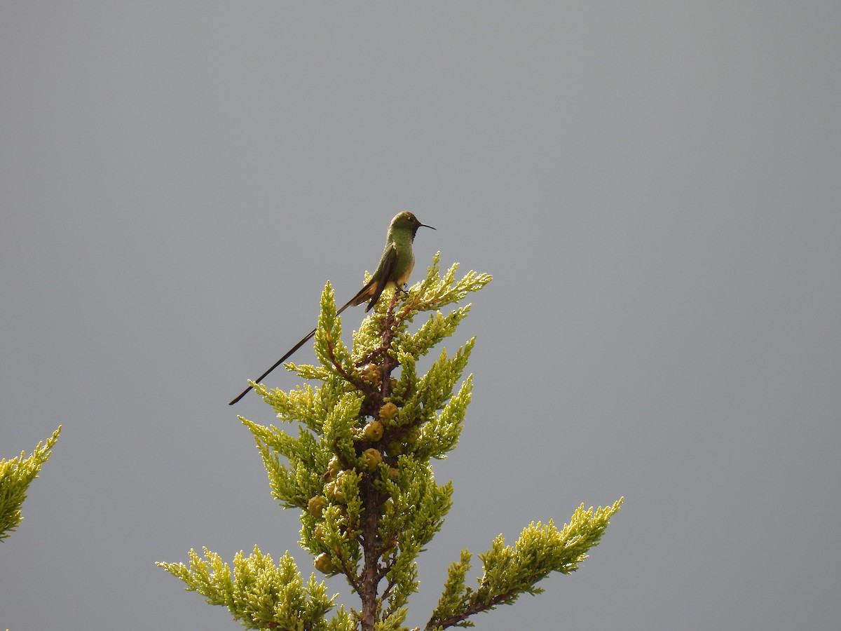 svartslepkolibri - ML641728900