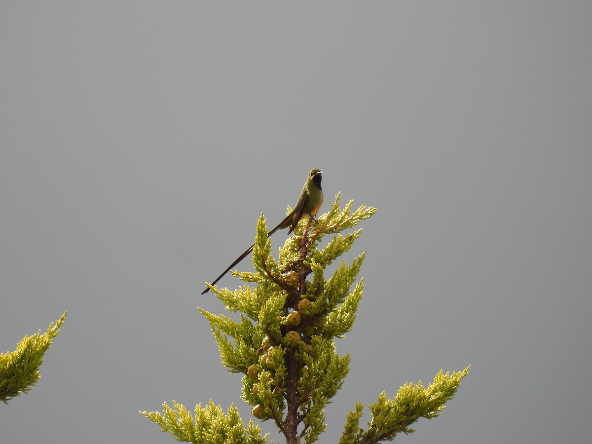 svartslepkolibri - ML641728901