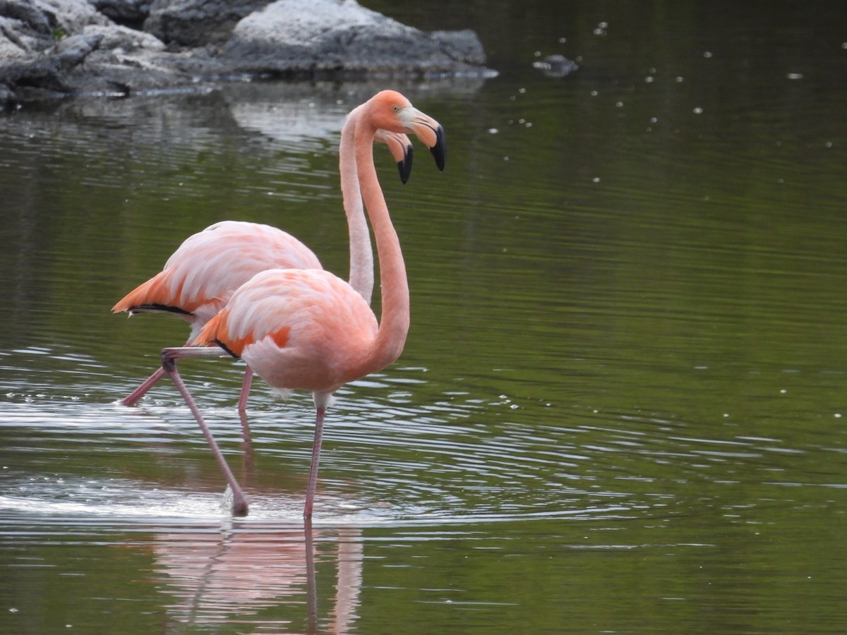 American Flamingo - ML641728902
