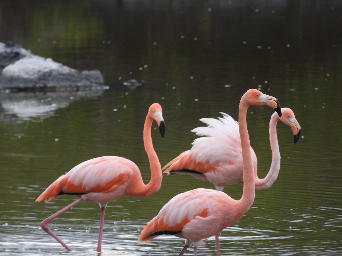American Flamingo - ML641728903