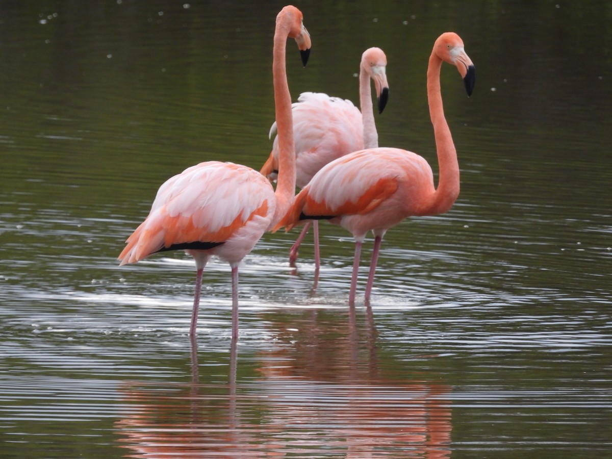 American Flamingo - ML641728904