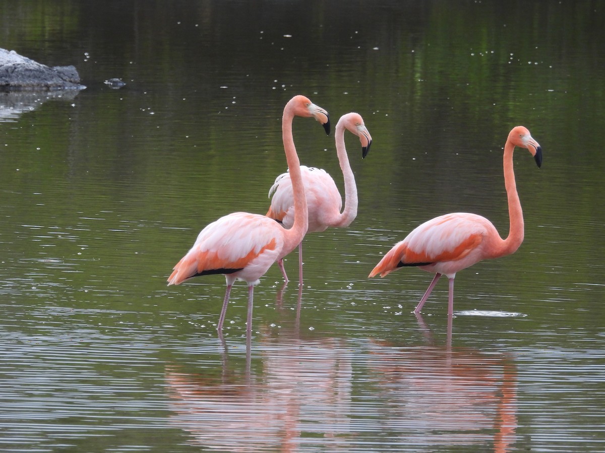 American Flamingo - ML641728905