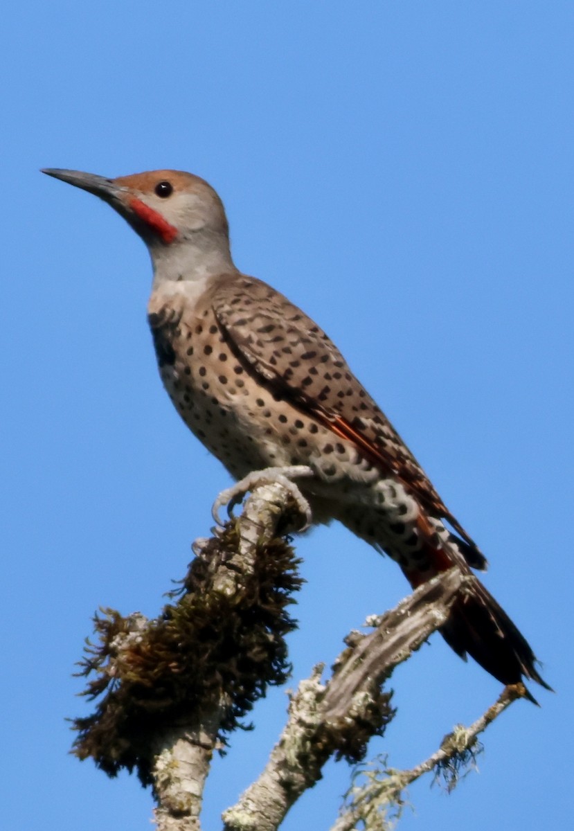 Northern Flicker (Red-shafted) - ML641728915