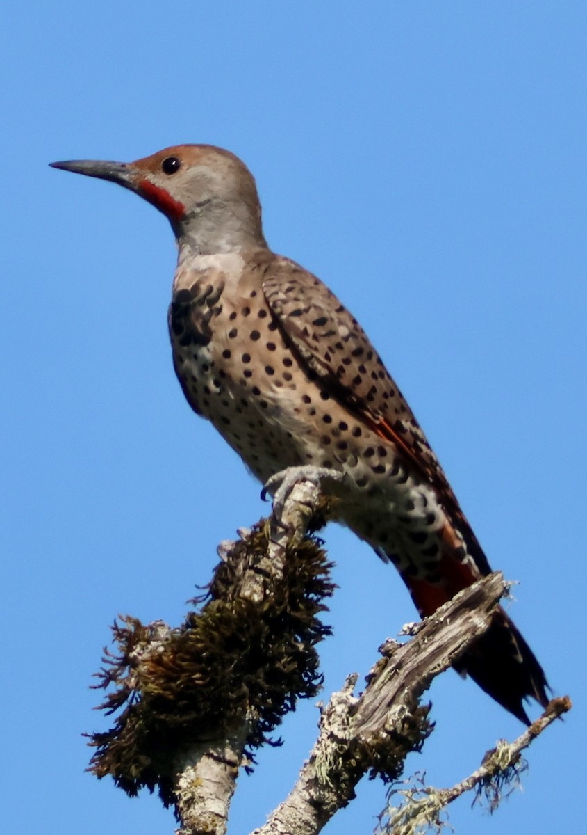 Northern Flicker (Red-shafted) - ML641728916