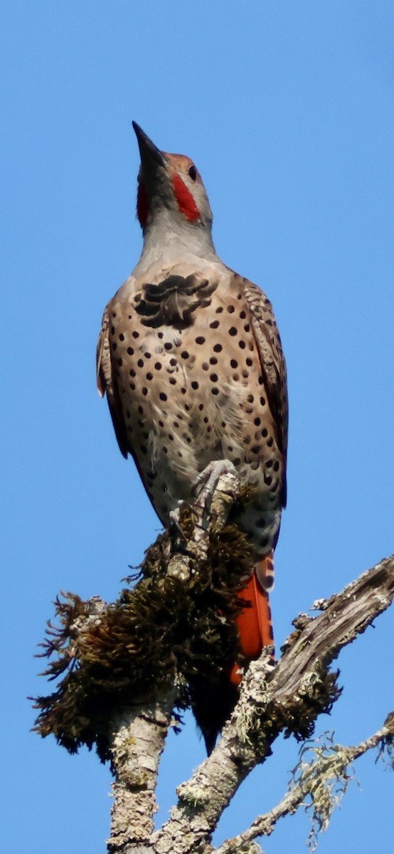 Northern Flicker (Red-shafted) - ML641728917