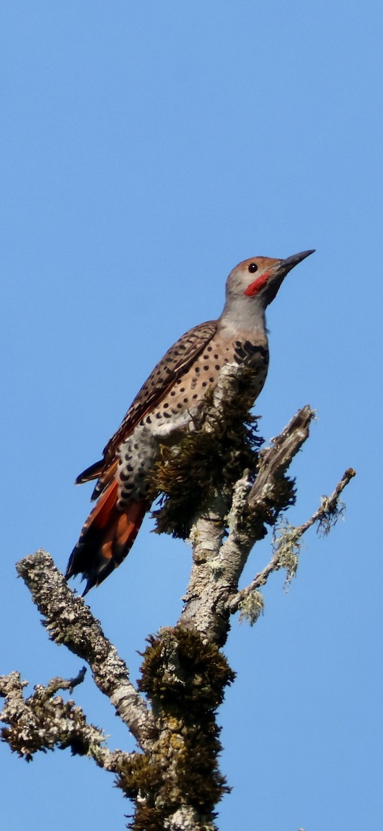 Northern Flicker (Red-shafted) - ML641728918