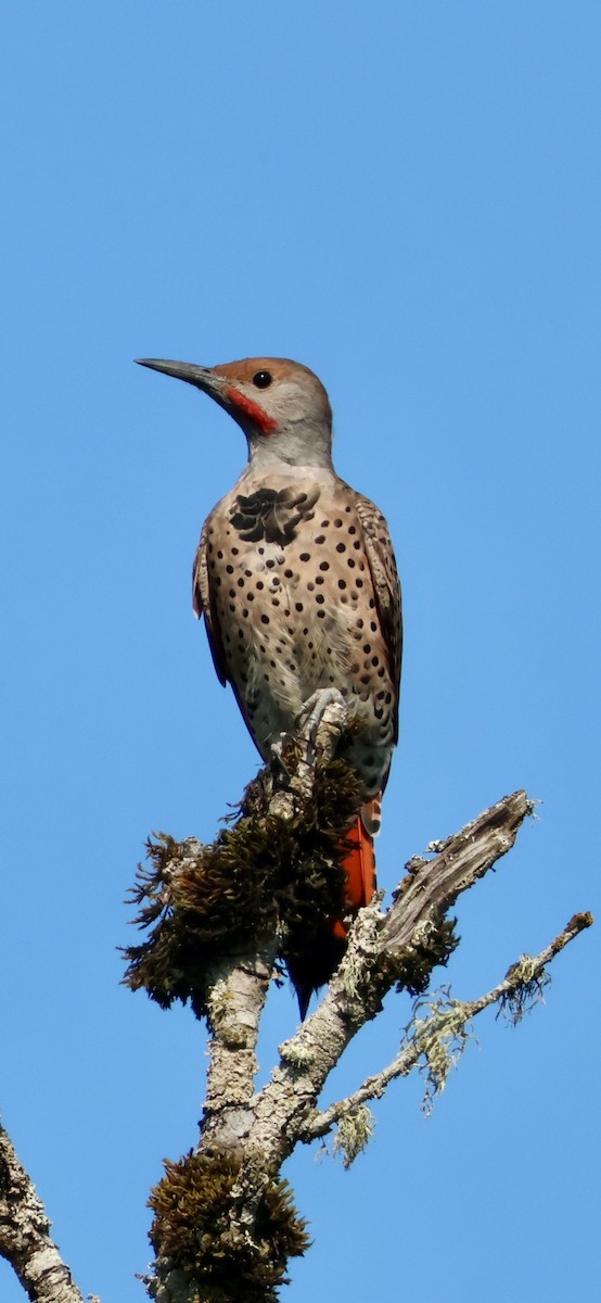 Northern Flicker (Red-shafted) - ML641728919