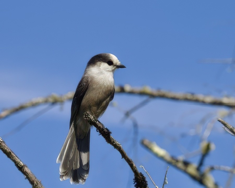 Canada Jay - ML641728937