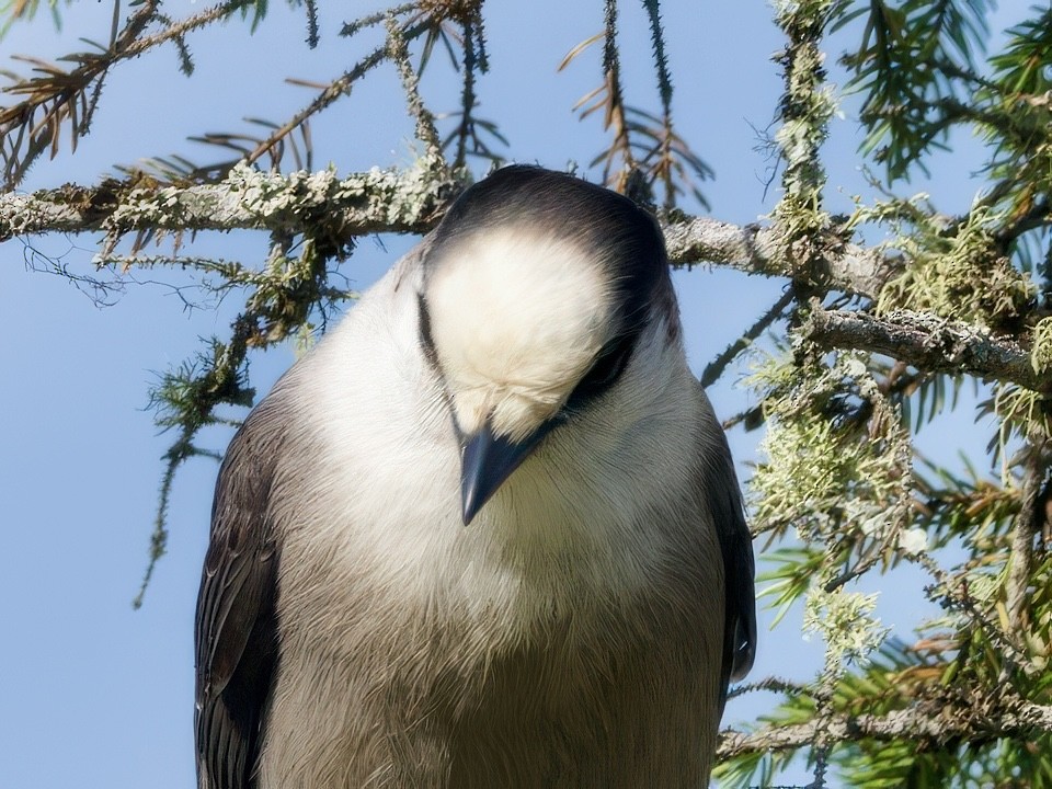 Canada Jay - ML641728938