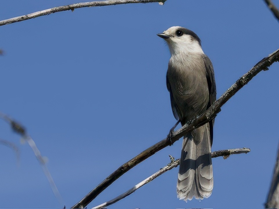 Canada Jay - ML641728939