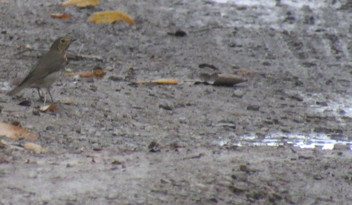 Swainson's Thrush - ML641728940
