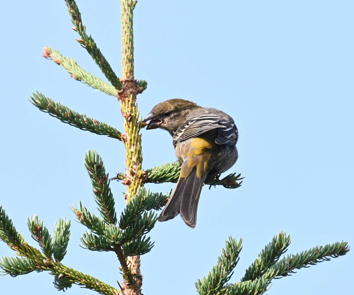 Pine Grosbeak - ML641728958