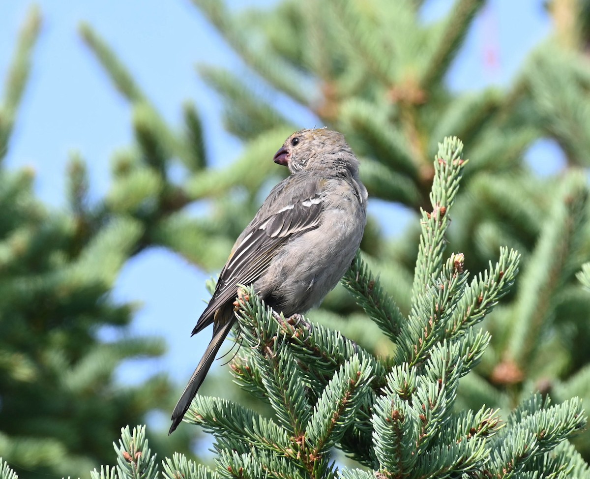 Pine Grosbeak - ML641728960