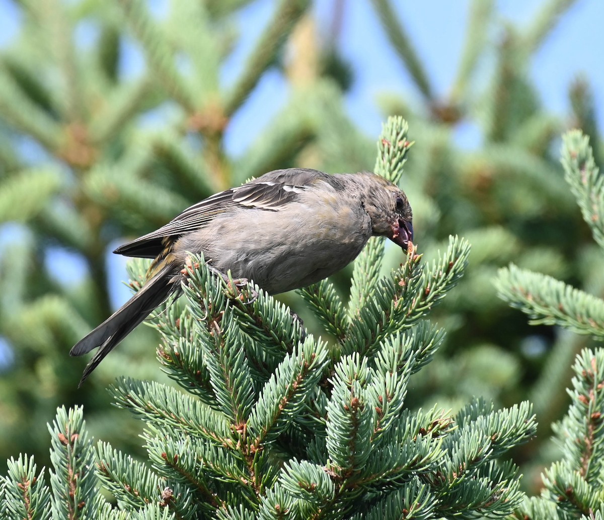 Pine Grosbeak - ML641728962