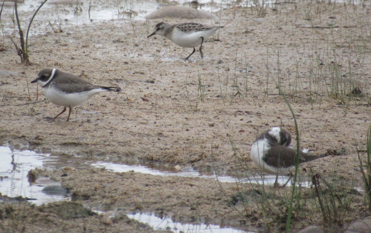 Semipalmated Sandpiper - ML641728973