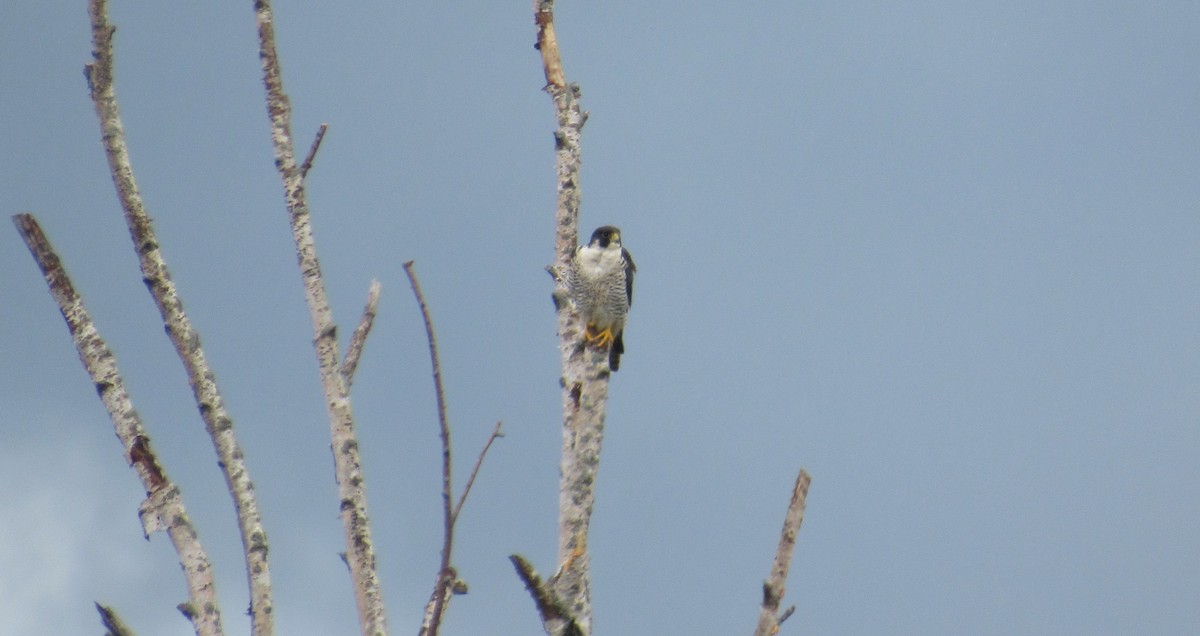 Peregrine Falcon - ML641729018